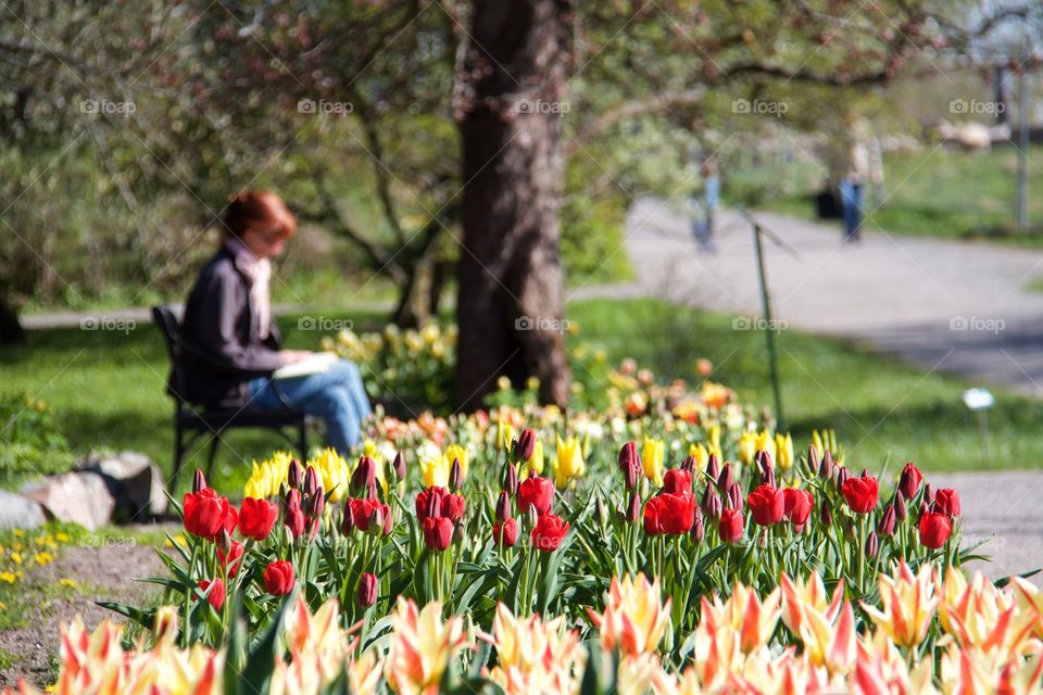 Tulips . Tulips 