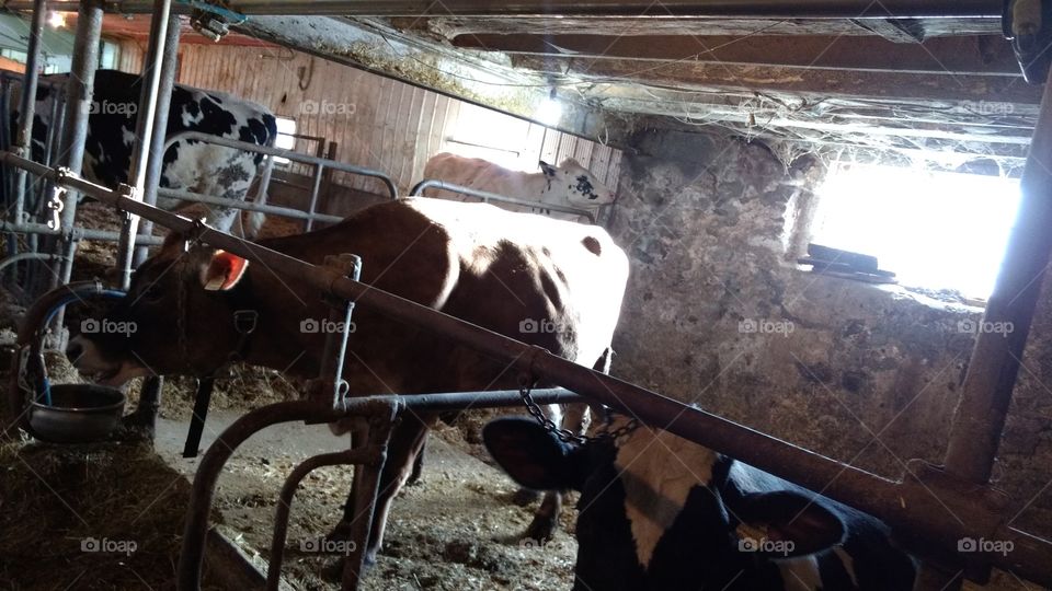 People, Vehicle, Transportation System, No Person, Mammal