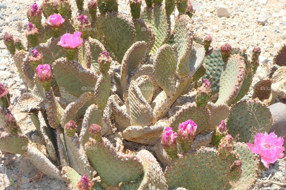 Cactus, Succulent, Spine, Desert, Prickly