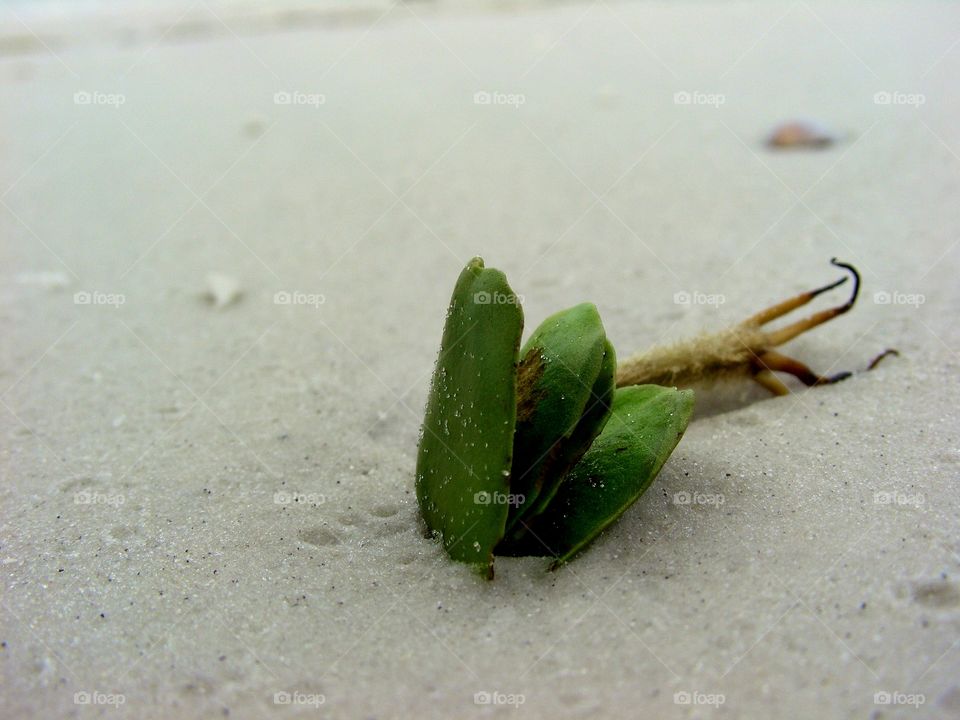 Green Sea Plant on the soft sand.