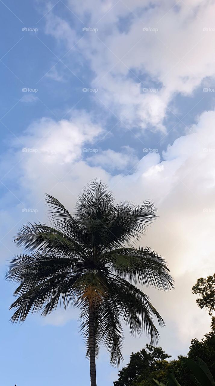 white clouds, blue sky and beautiful trees and palms