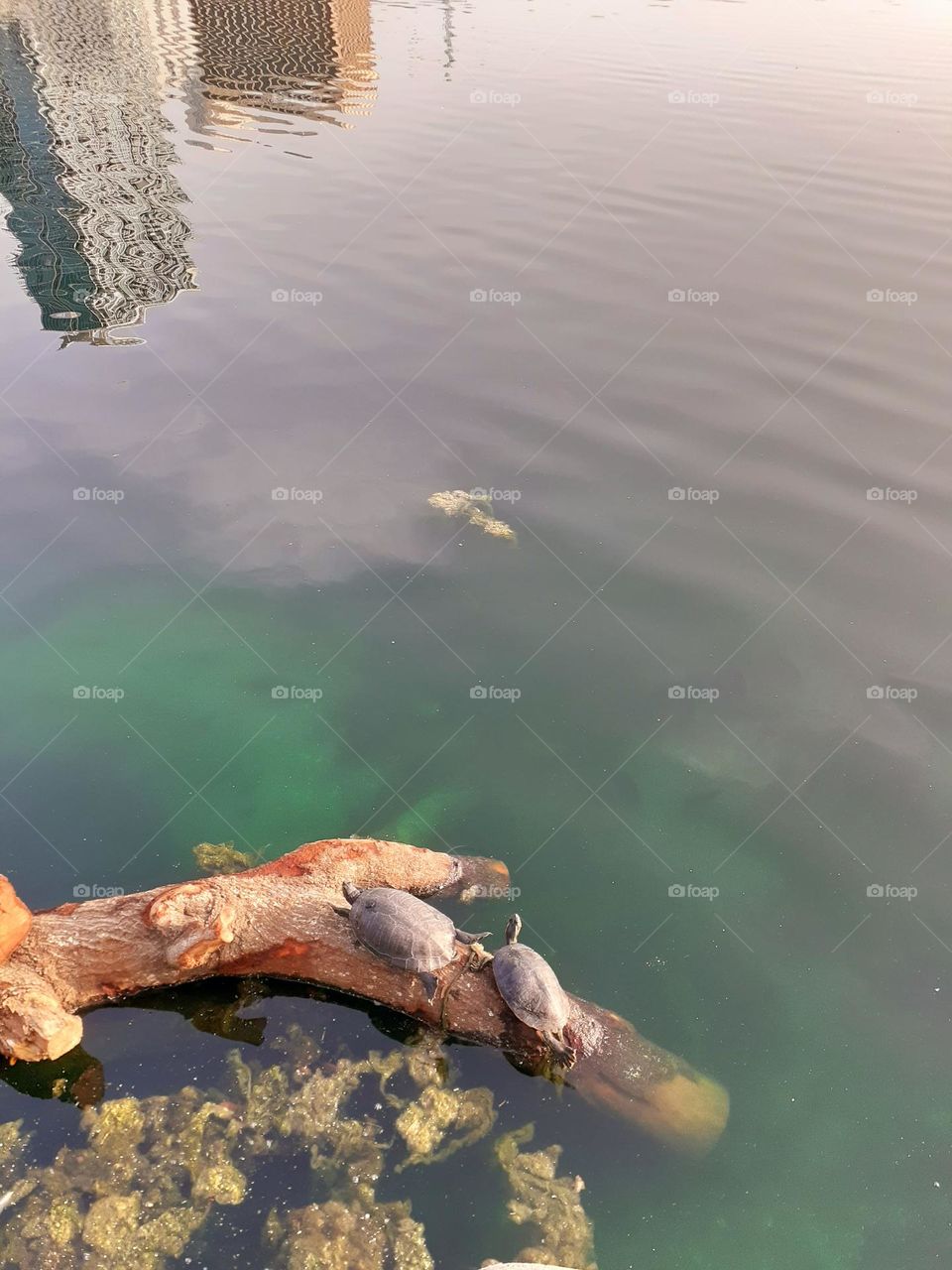 Two turtles rest on a log and get some sun at Lake Eola Park in downtown, Orlando.