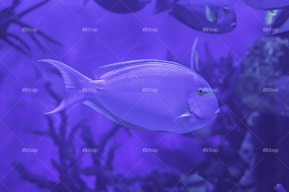 Colorful fish in the sea background the coral , Thailand.