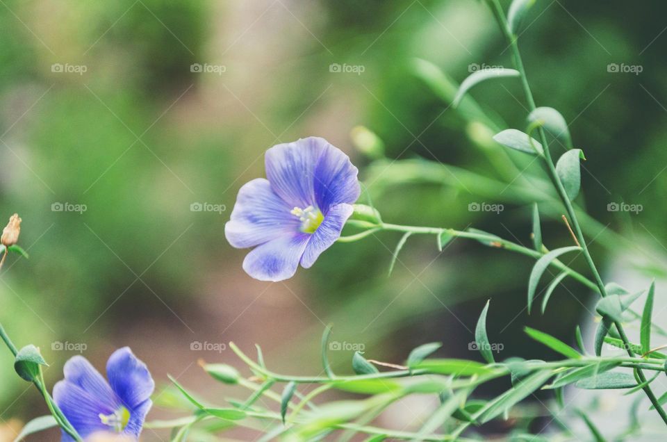 Linum 