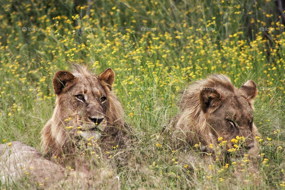 two young male lions. just woke up and hungry.