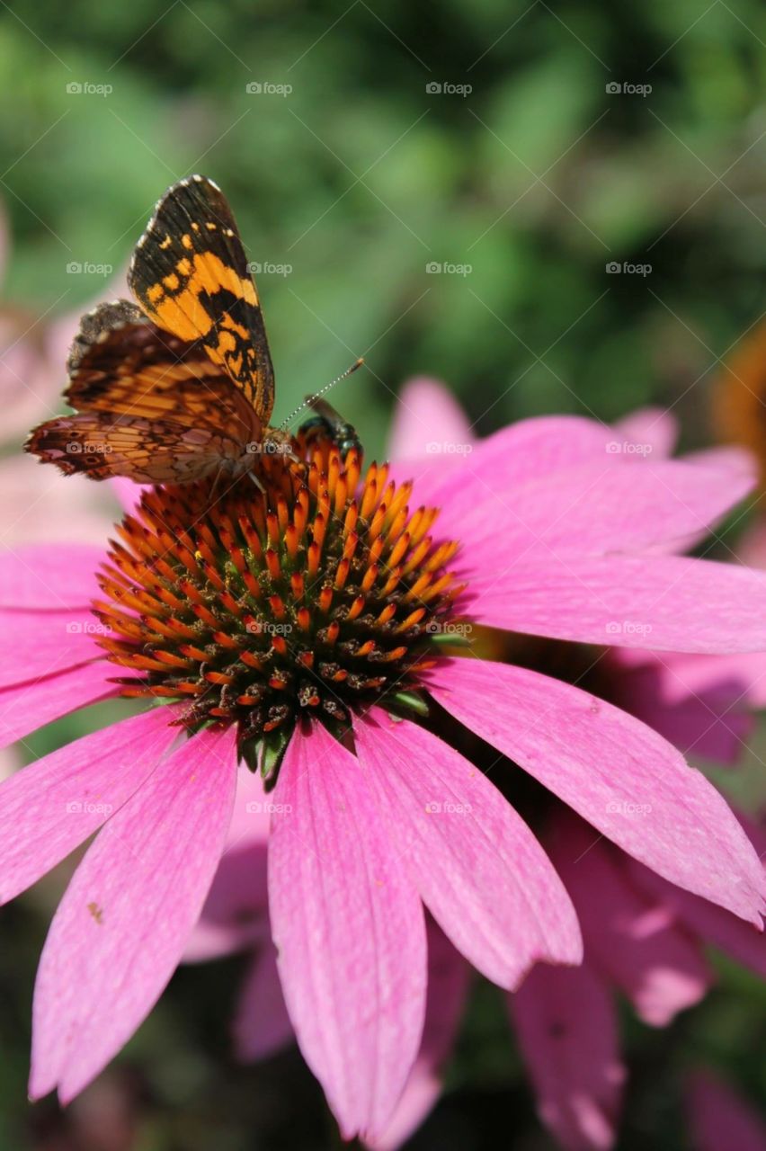 Butterfly, Insect, Nature, Flower, Summer