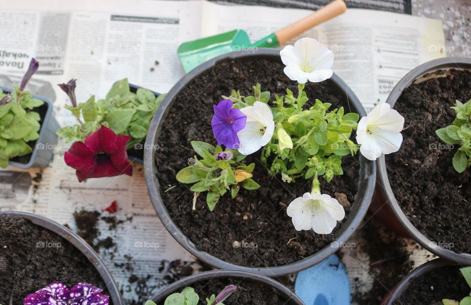 Petunia flowers