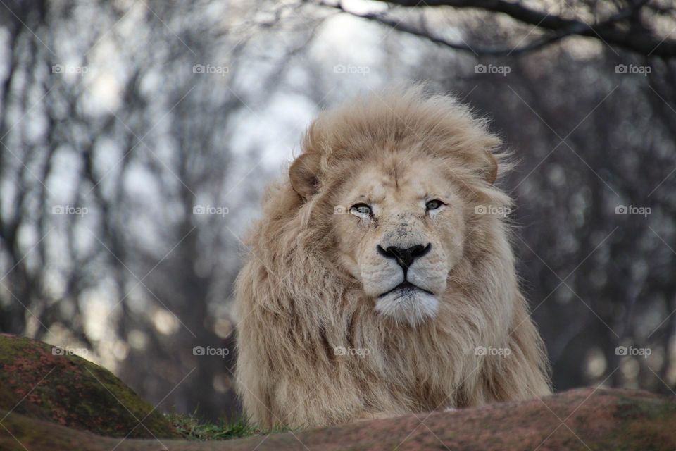 Gorgeous male lion