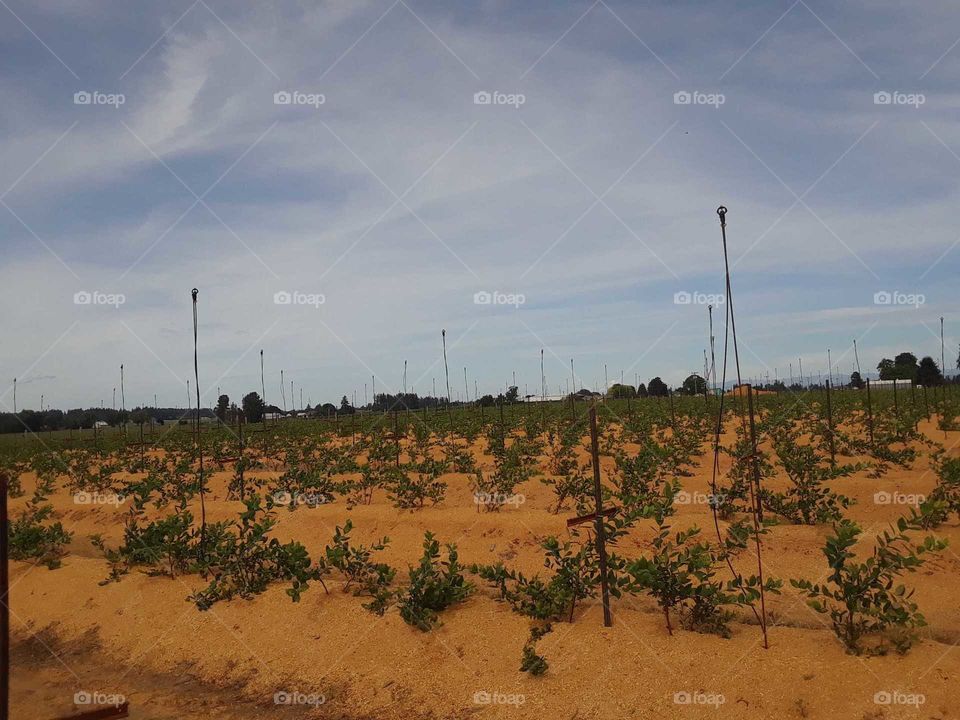 Gardens around Farm Feilds