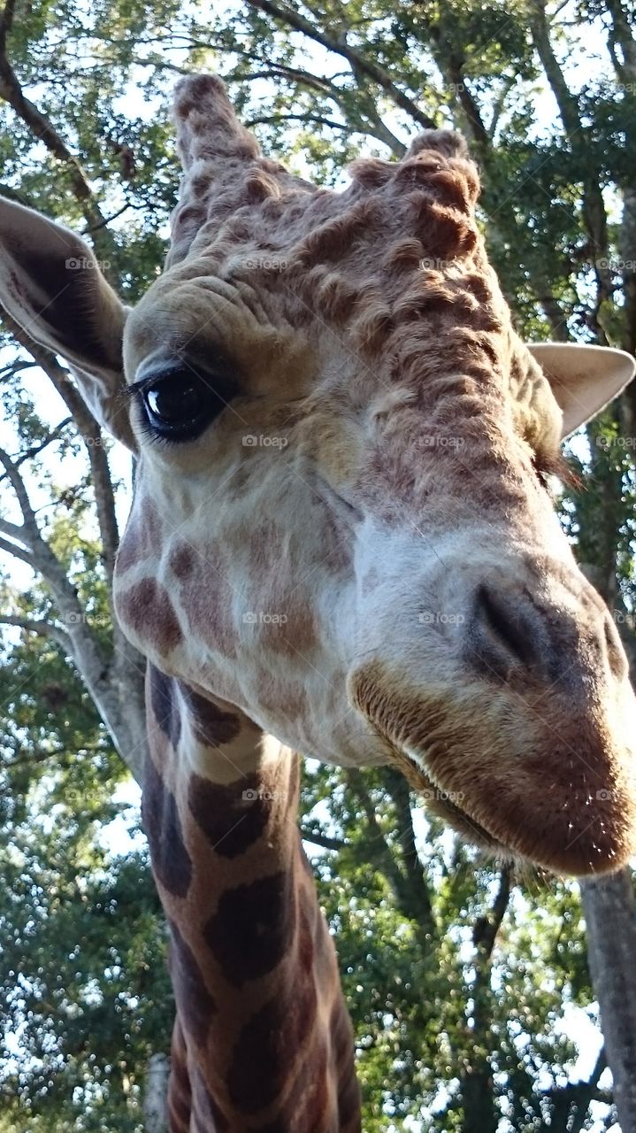 giraffe