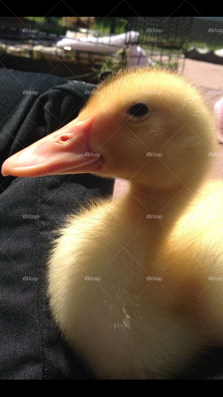 Our little ducky