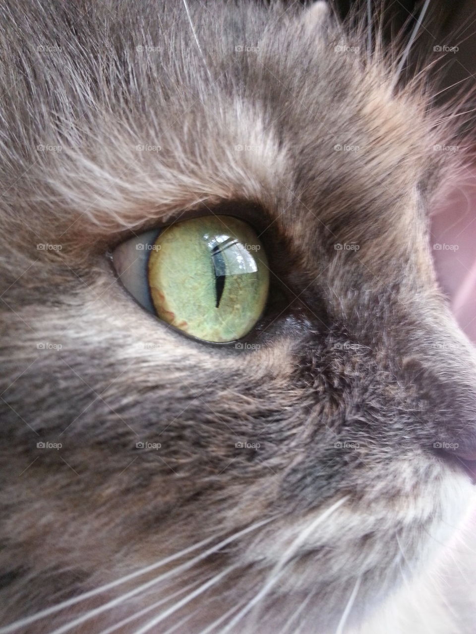 cat eye 