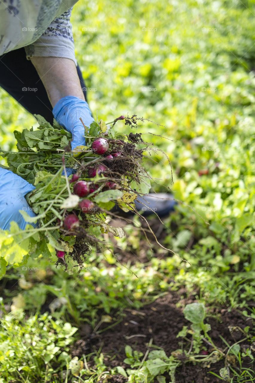 Anelderly woman harvesting organic radishes in her home garden. 