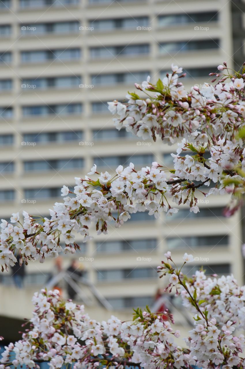 cherry and hotel