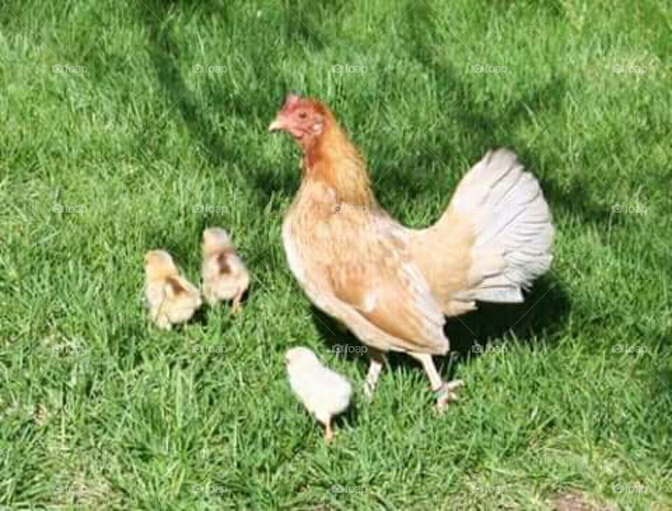 galinha e seus filhos