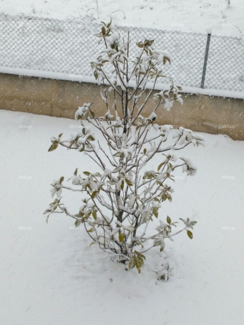árbol nevado