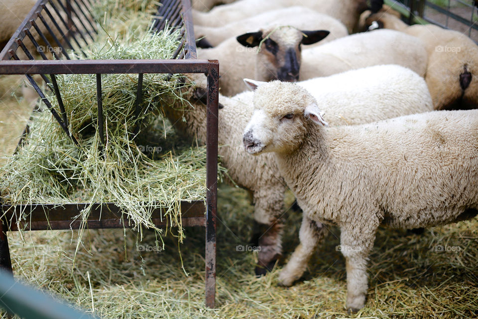 Sheep eating hay in the barnyard at the farm. 