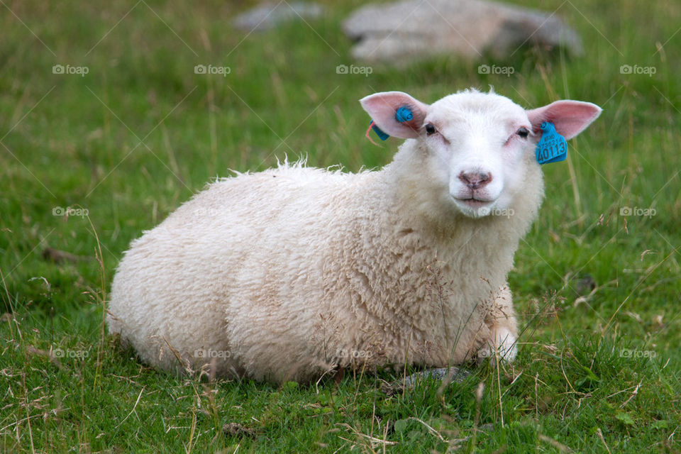 Adorable baby sheep 