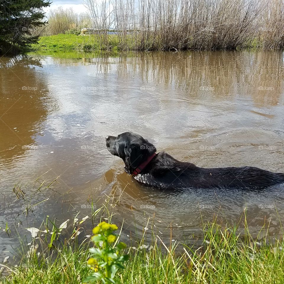 Black Lab swimming in spring pond