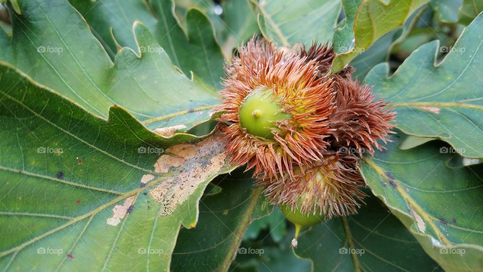 Chestnut tree