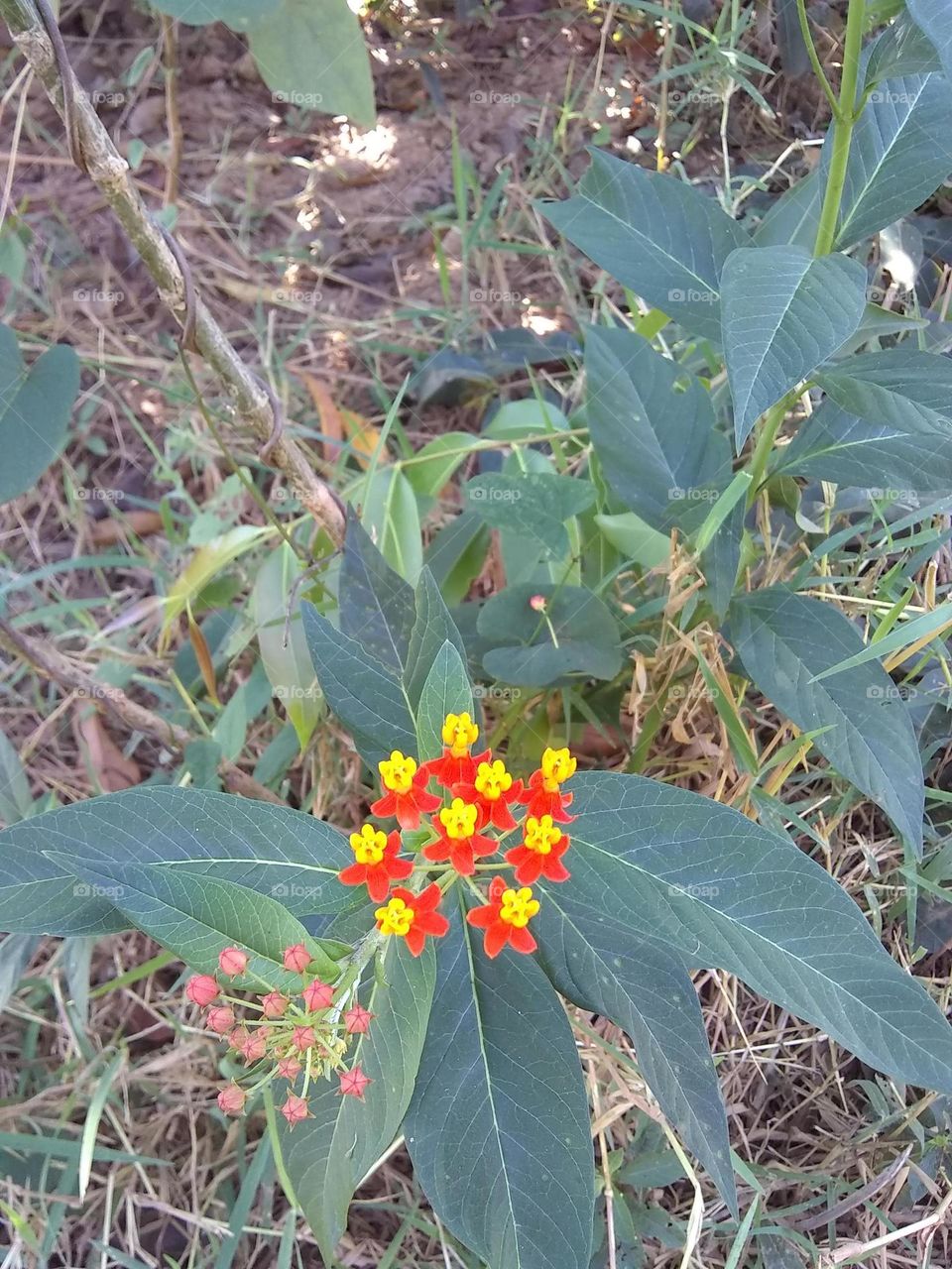 weed flower