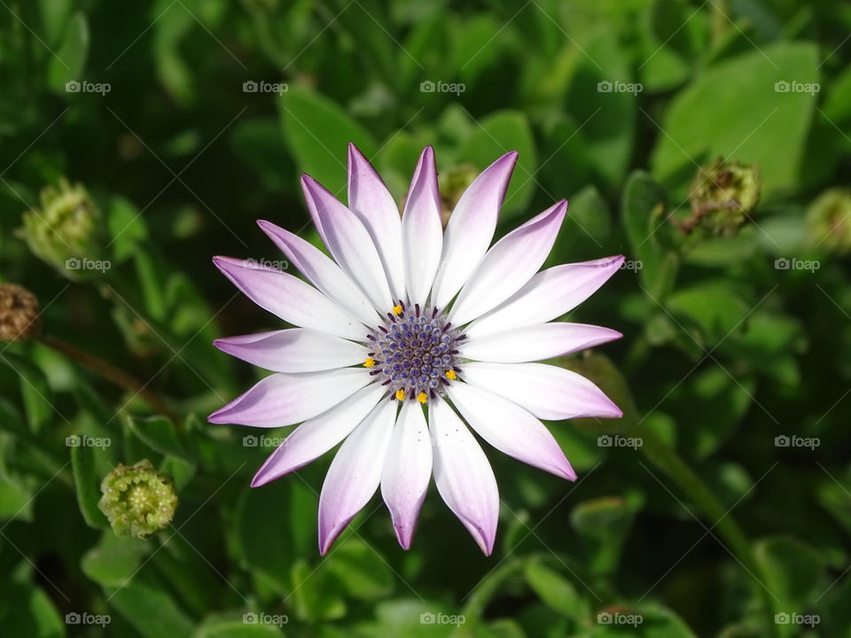 The beauty of flowers