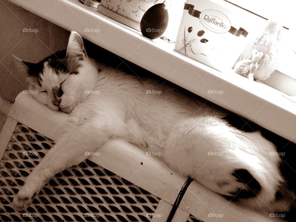 Monochrome, Cat, One, Mammal, Sleep