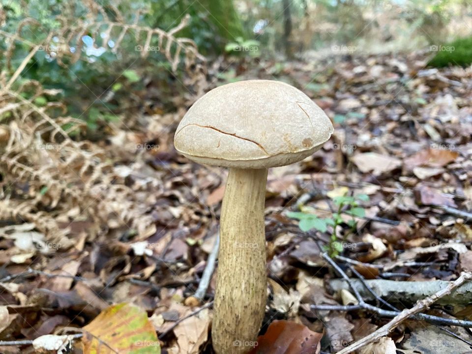 Mushroom 