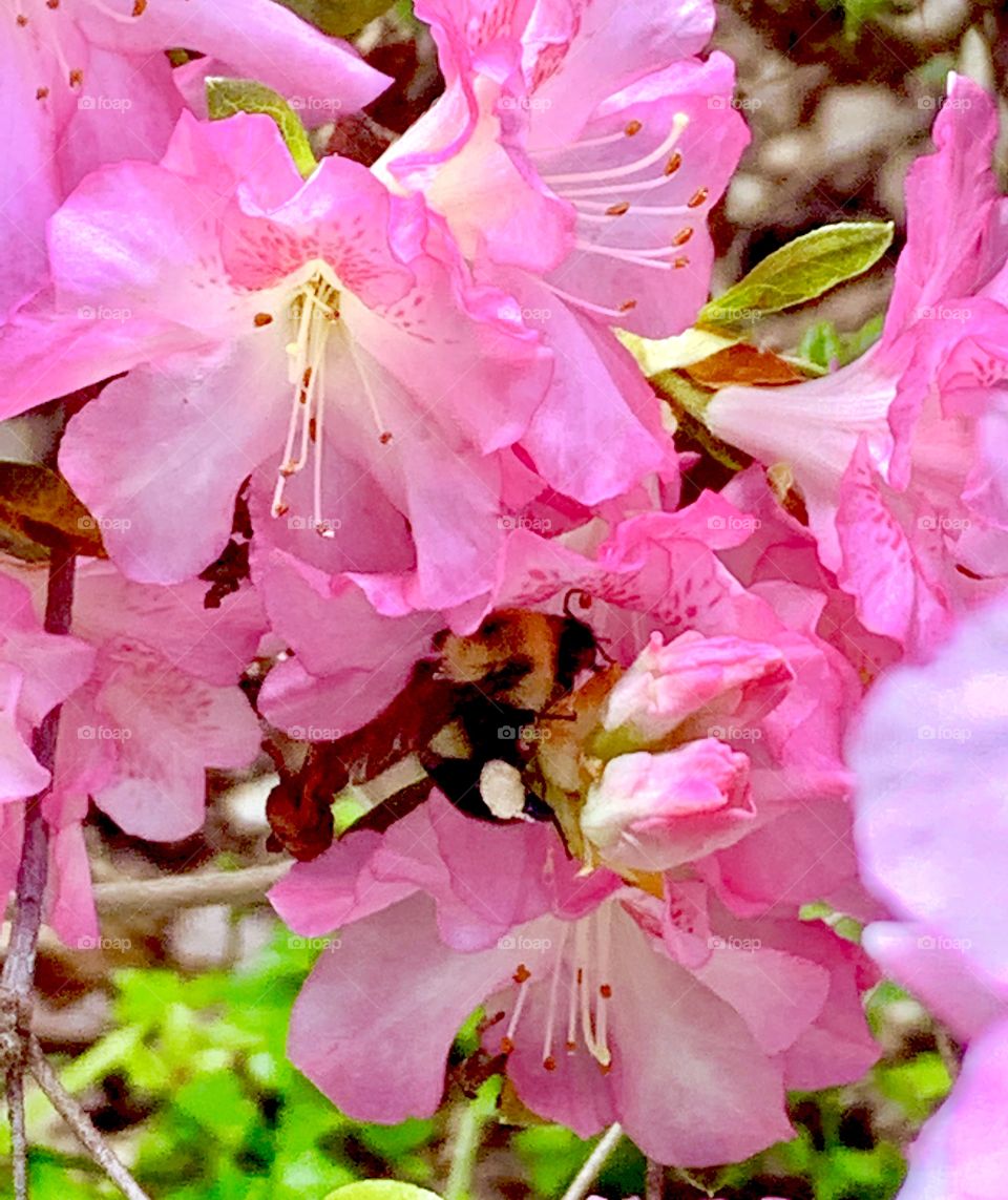 A honeybee in one of our pink flowers 