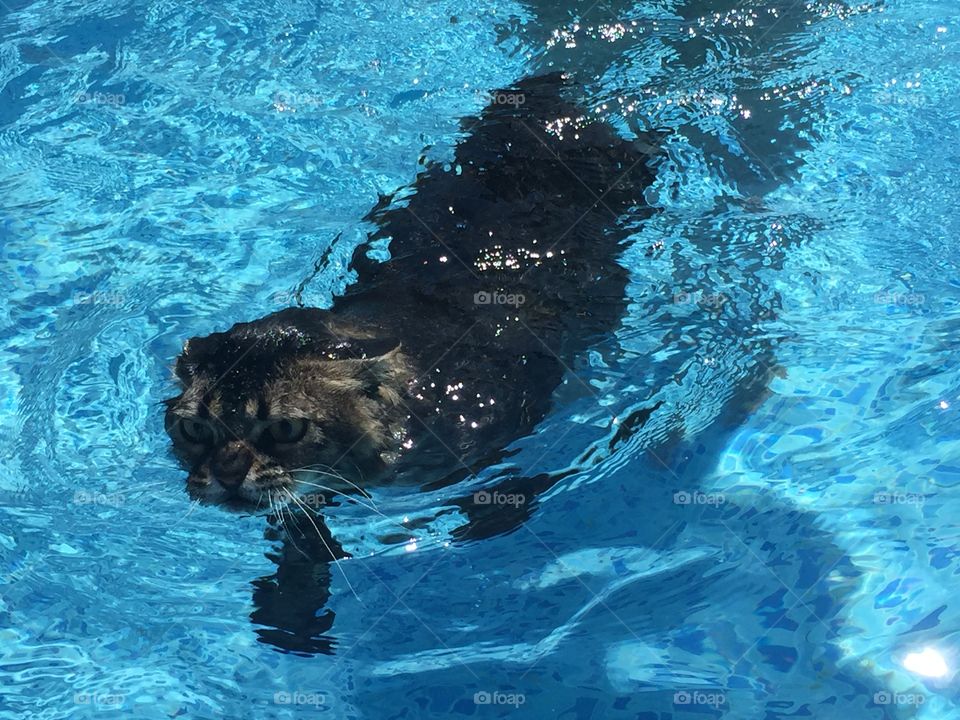 Swimming cat