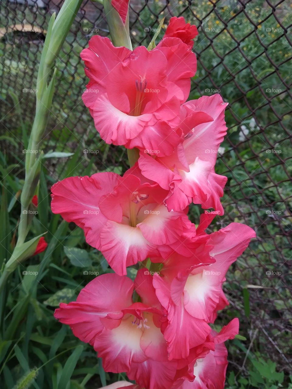 Gladioli