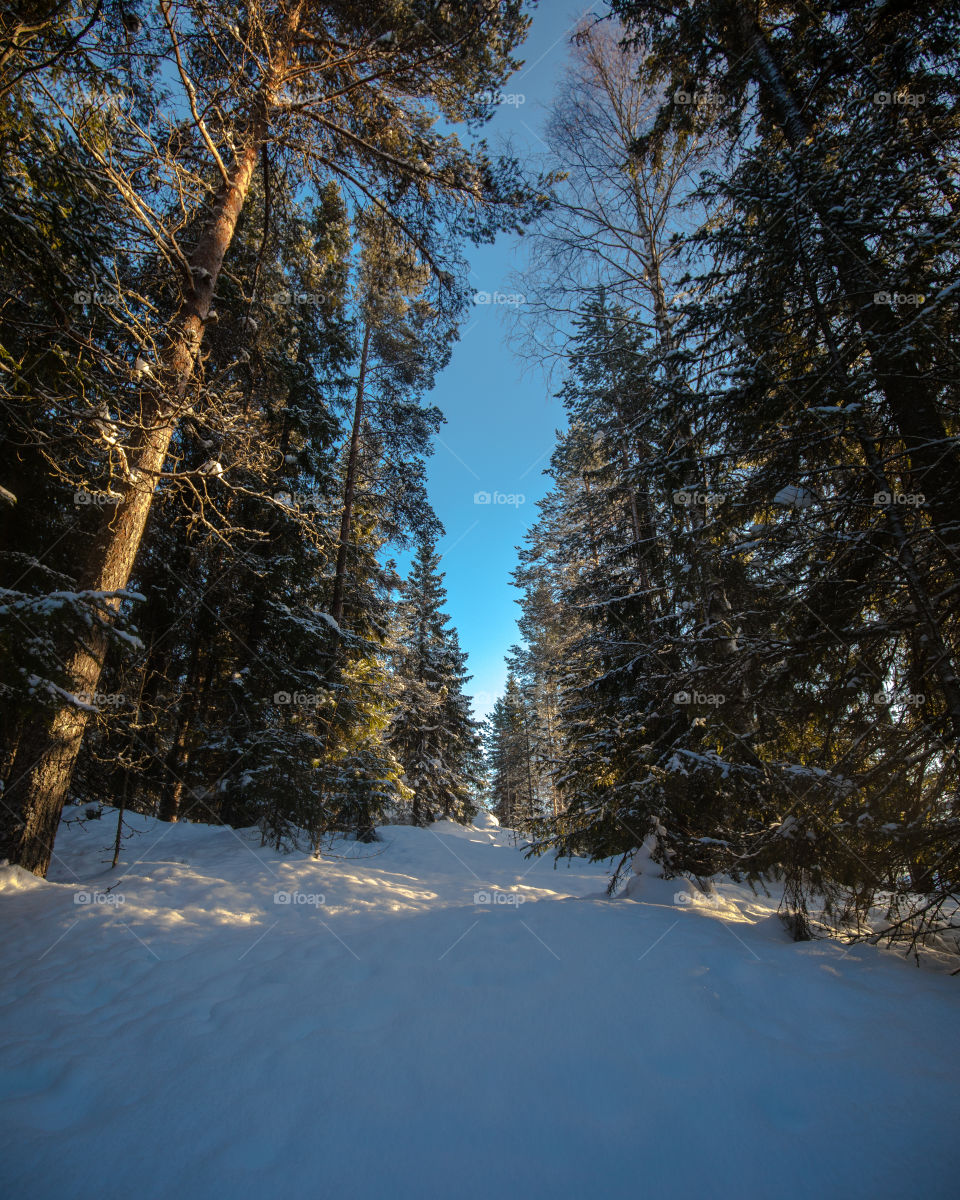 Snowtrail Woods winter