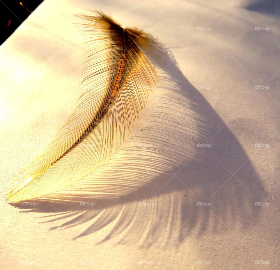 golden feather