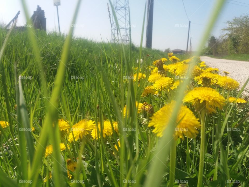 Nature, Grass, Summer, Field, Rural
