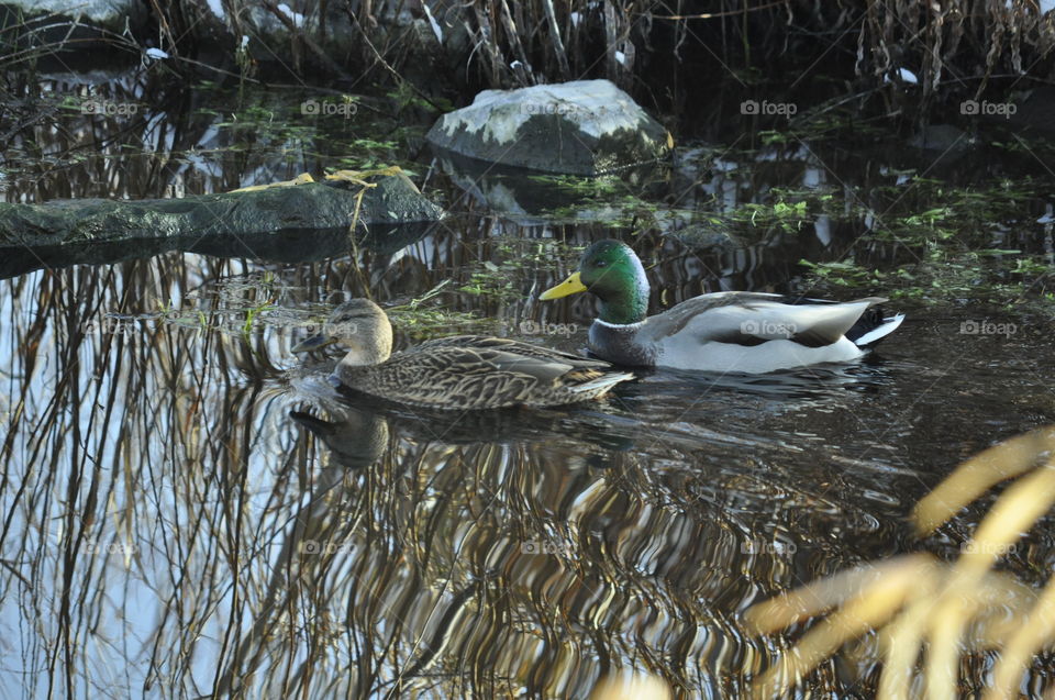 Pair of ducks swimming through reflective water