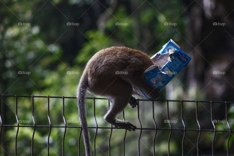 Monkey sticking its head into a juice pack it stole from a tourists.