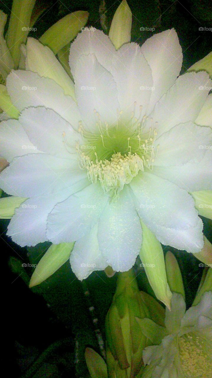 Night Flower. White cactus flower