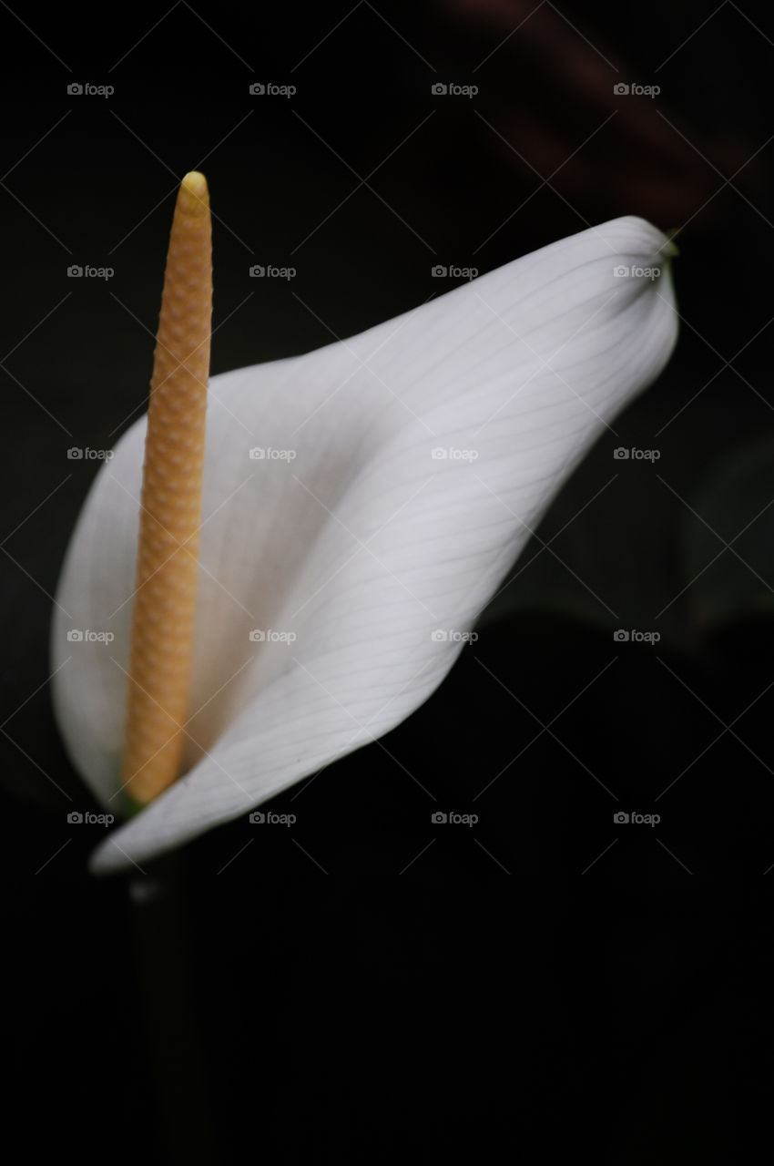 flowers flower by sklarian