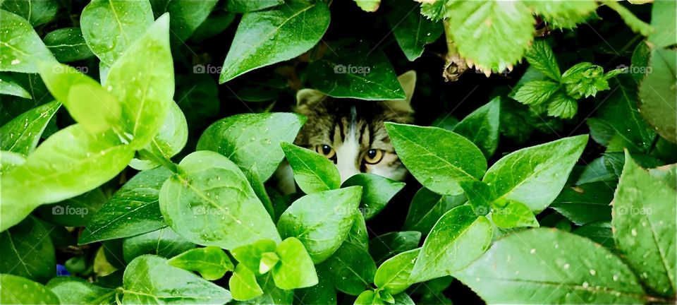 This is “Linda”, the cat hiding behind the leaves in the beautiful garden in “Lower Bavaria”, Germany peeking out just barely to say hello. 2024. Hypnotic Productions