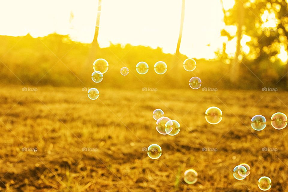 Bubbles in sunlight