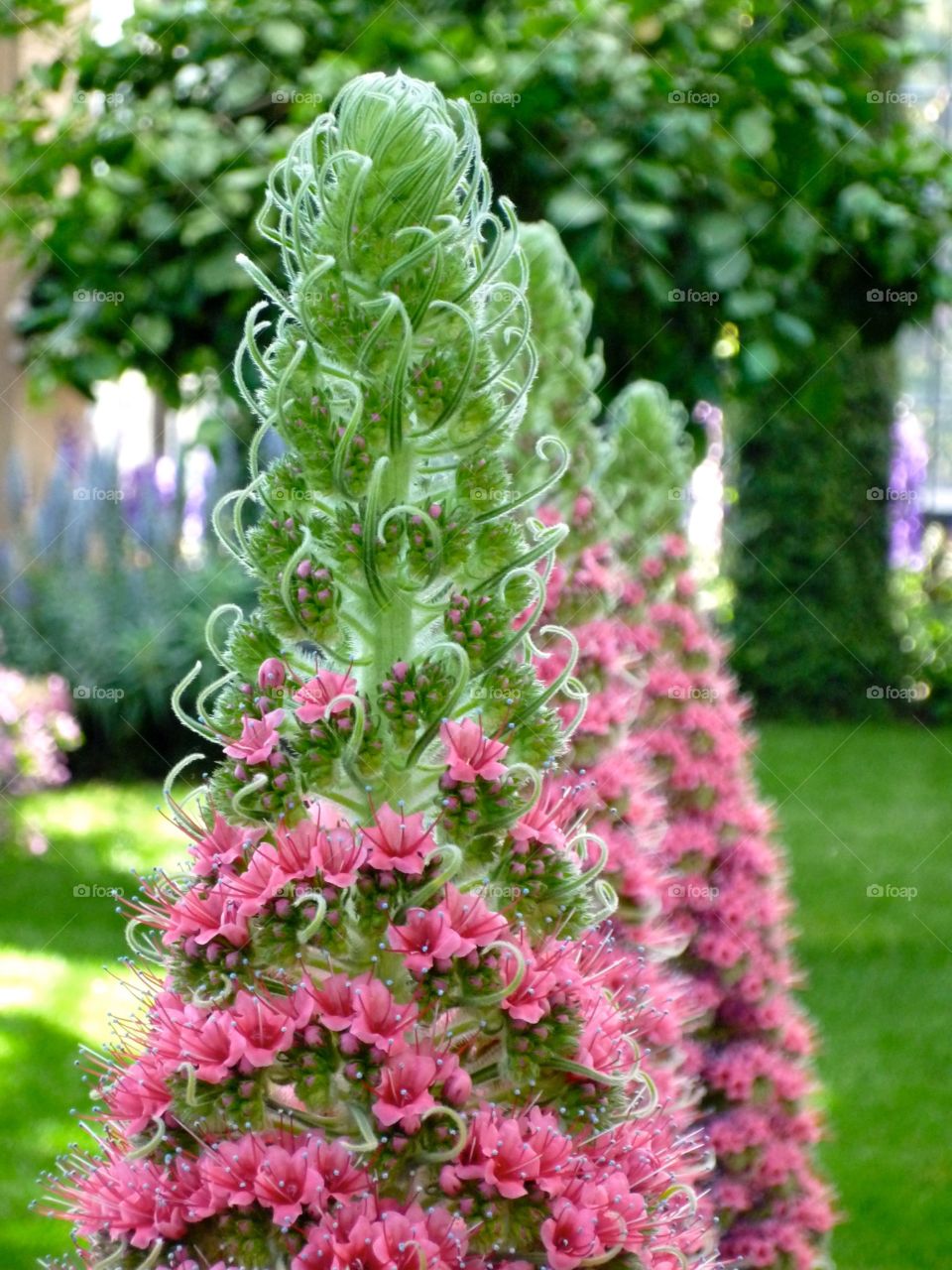 Springtime flowers. Garden display of spring flowers