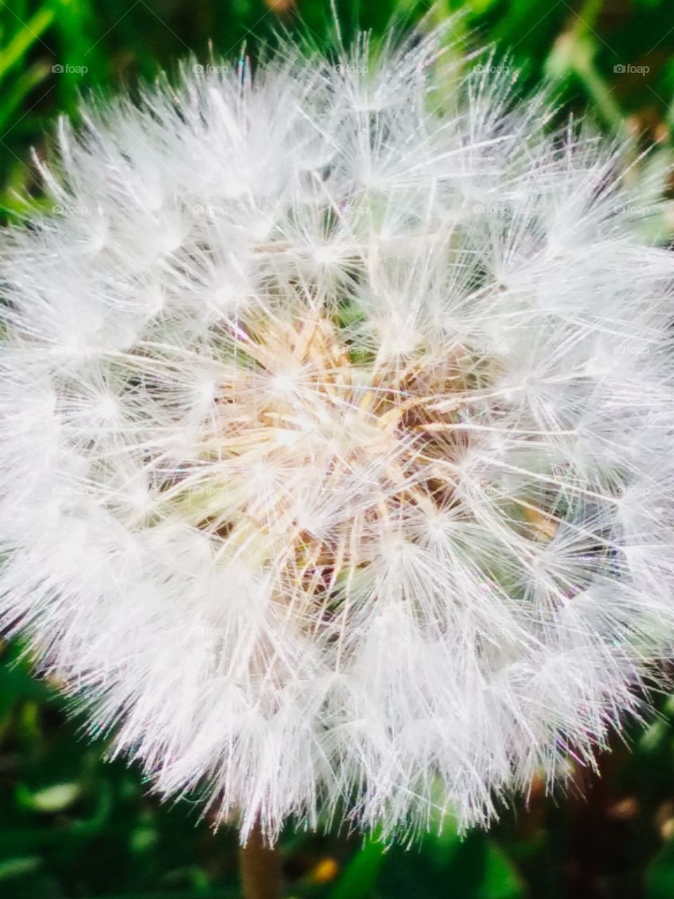 dandelion