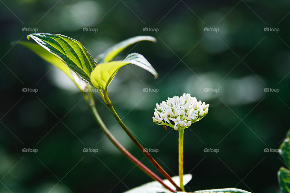 Blooming, spring, foliage 