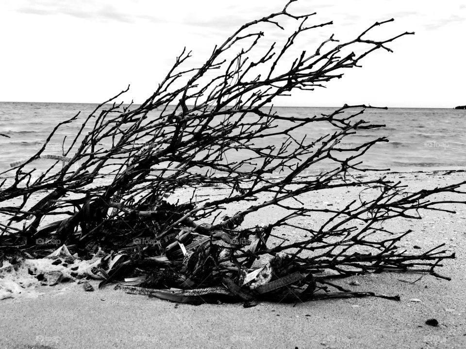 Dead mangrove bush on south Australia beach on overcast day black and white