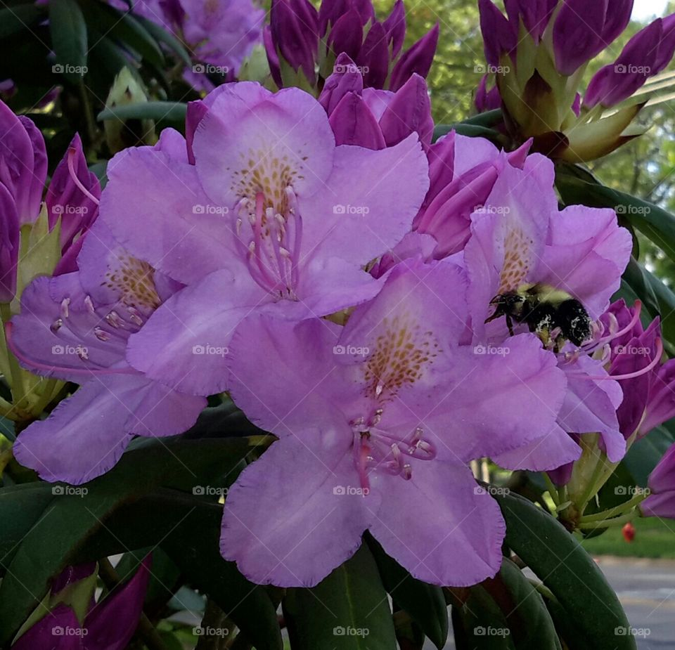 Bee in the flowers . Bee in the flowers 