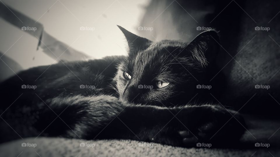 Cat, Monochrome, Portrait, Mammal, Animal