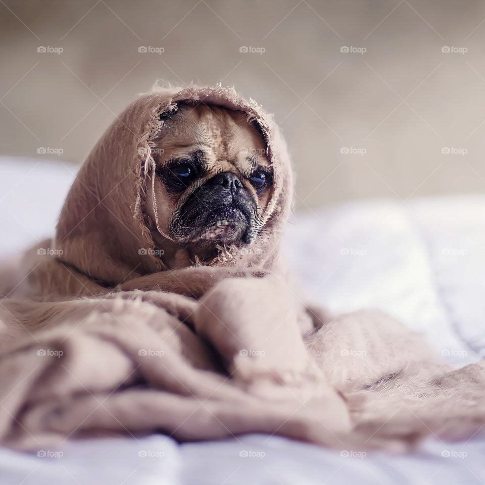 Dog kept warm wrapped in a blanket.