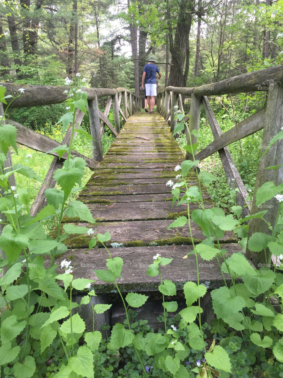 Bridge in nature