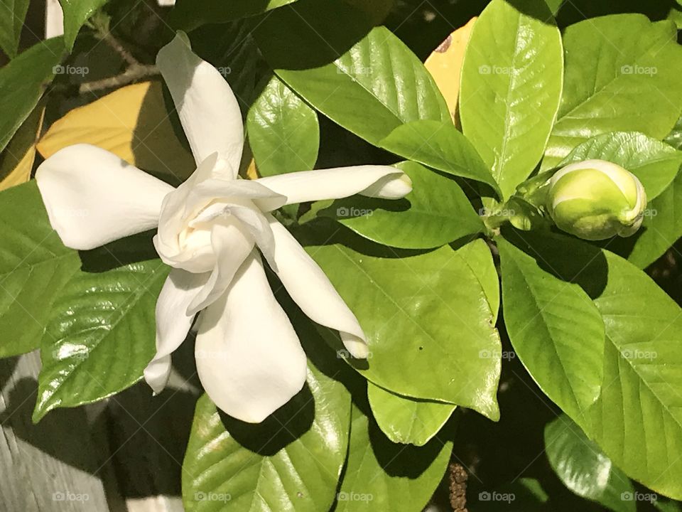 White gardenia flower bloom