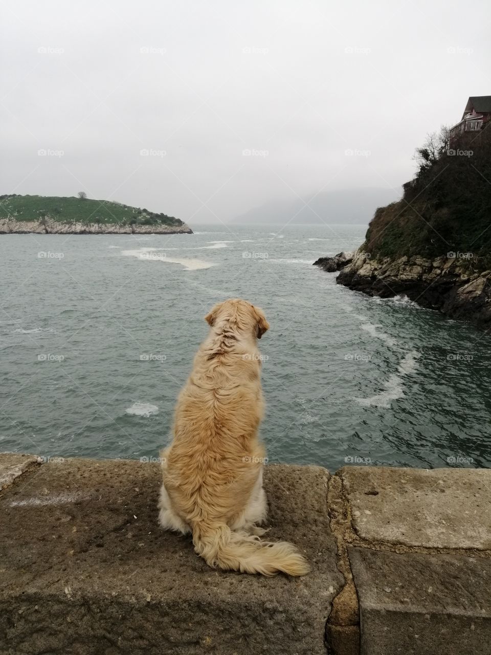 Stray dog, cliff, lonly